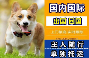 广元市宠物托运公司广元市宠物托运公司广元市宠物托运公司